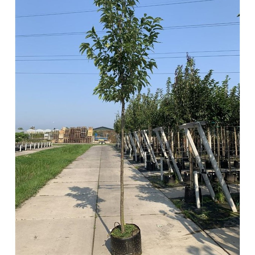 Japanskt körsbär – Prunus serrulata 'Sunset Boulevard' - 10/12 in Cont HO/ST